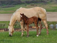 Shark Bartender JW <BR> AQHA PENDING